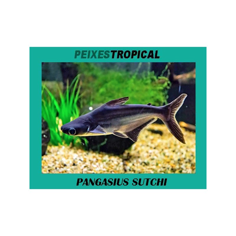 PANGASIUS SUTCHI