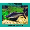 PANGASIUS SUTCHI