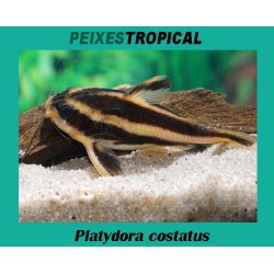 PLATYDORA COSTATUS
