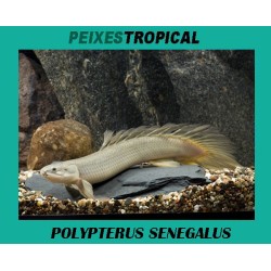 POLYPTERUS SENEGALUS