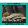 POLYPTERUS SENEGALUS