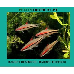 BARBO TORPEDO. BARBO DENISONII