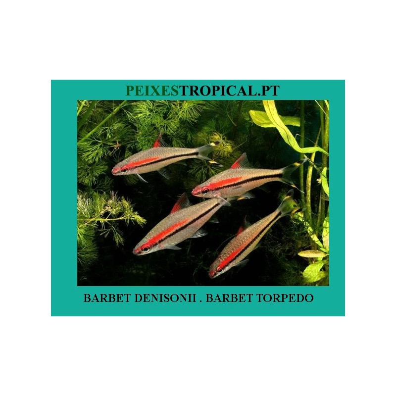 BARBO TORPEDO. BARBO DENISONII
