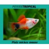 PLATY MICKEY MOUSE