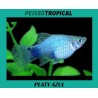 PLATY AZUL
