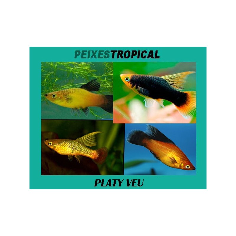 PLATY VEU