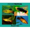 PLATY VEU