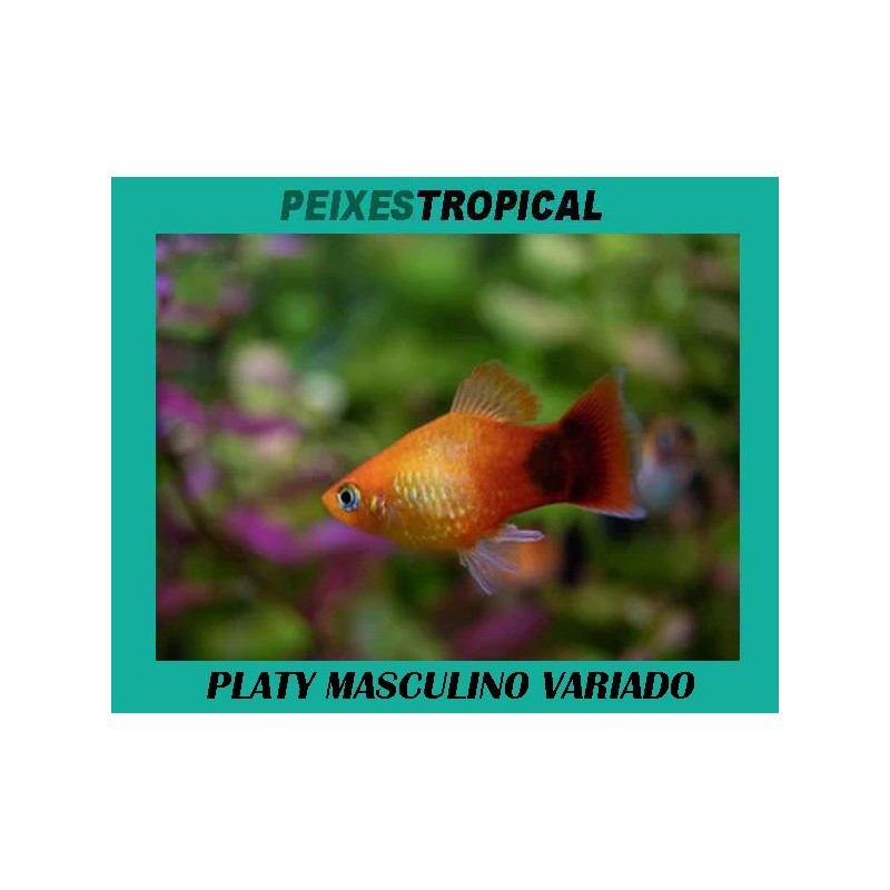PLATY MASCULINO VARIADO