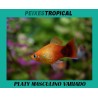 PLATY MASCULINO VARIADO