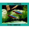 TETRA CARDENAL