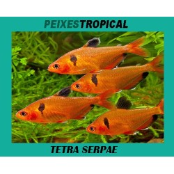 TETRA SERPAE