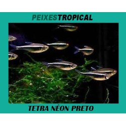 TETRA NÉON PRETO