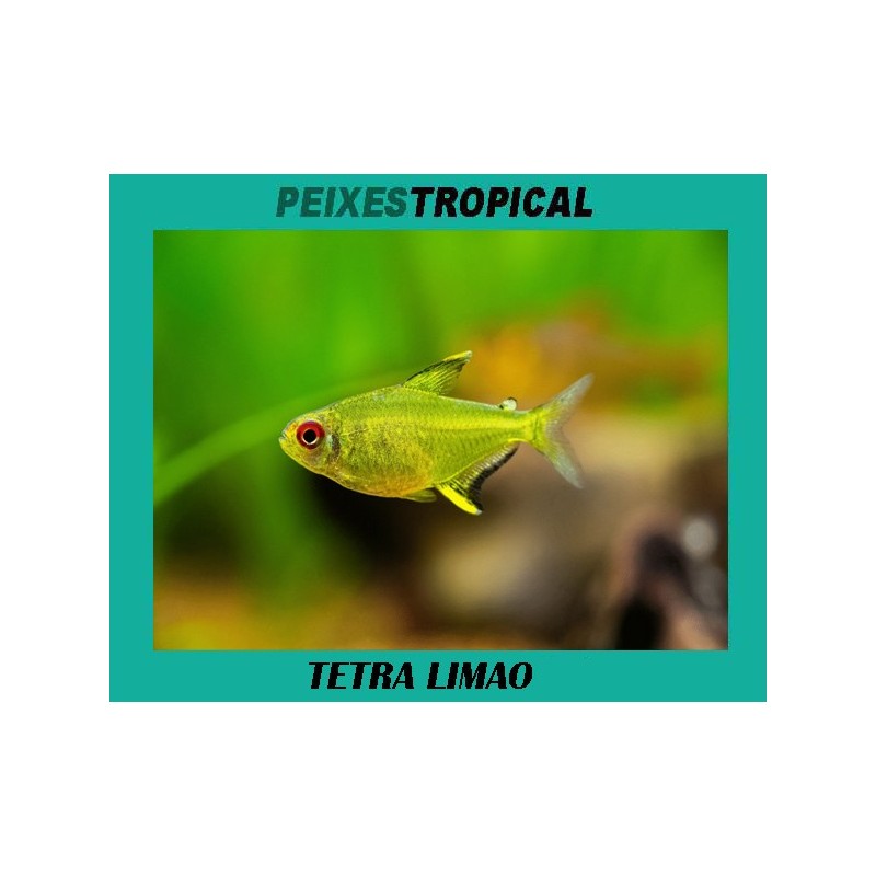 TETRA  LIMÃO