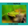 TETRA  LIMÃO