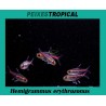Hemigrammus erythrozonus