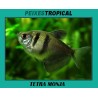 TETRA MONJA