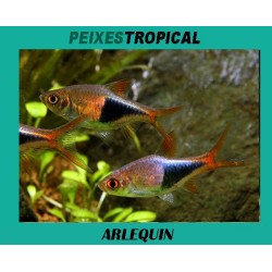 ARLEQUIN