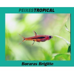 RASBORA MOSQUITO (Boraras...