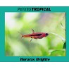 RASBORA MOSQUITO (Boraras Brigitte)
