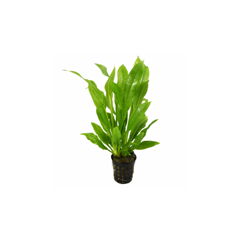 ECHINODORUS AMAZONICUS