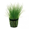 ELEOCHARIS PARVULA