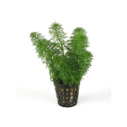 LIMNOPHILA SESSILIFLORA....