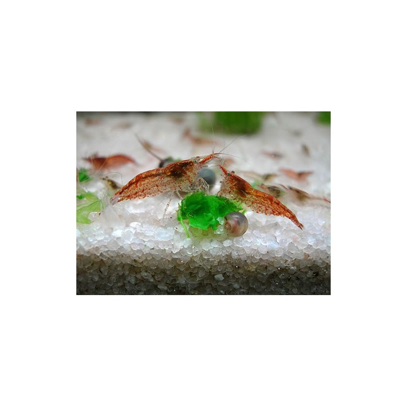 NEOCARIDINA RED CHERRY (10 UNIDADES)