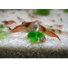 NEOCARIDINA RED CHERRY (10 UNIDADES)