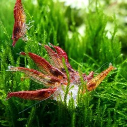 NEOCARIDINA RED CHERRY (10 UNIDADES)