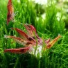 NEOCARIDINA RED CHERRY (10 UNIDADES)
