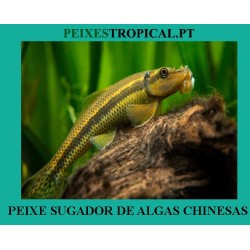 PEIXE SUGADOR DE ALGAS...