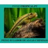 PEIXE SUGADOR DE ALGAS CHINESAS