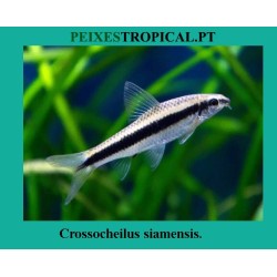 CROSSOCHEILUS SIAMENSIS