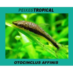 OTOCINCLUS AFFINIS