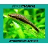 OTOCINCLUS AFFINIS
