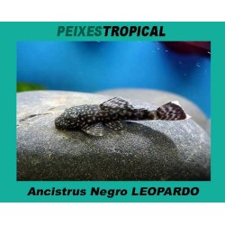 ANCISTRIS LEOPARDO PRETO