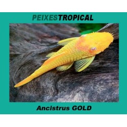 ANCISTRUS GOLD
