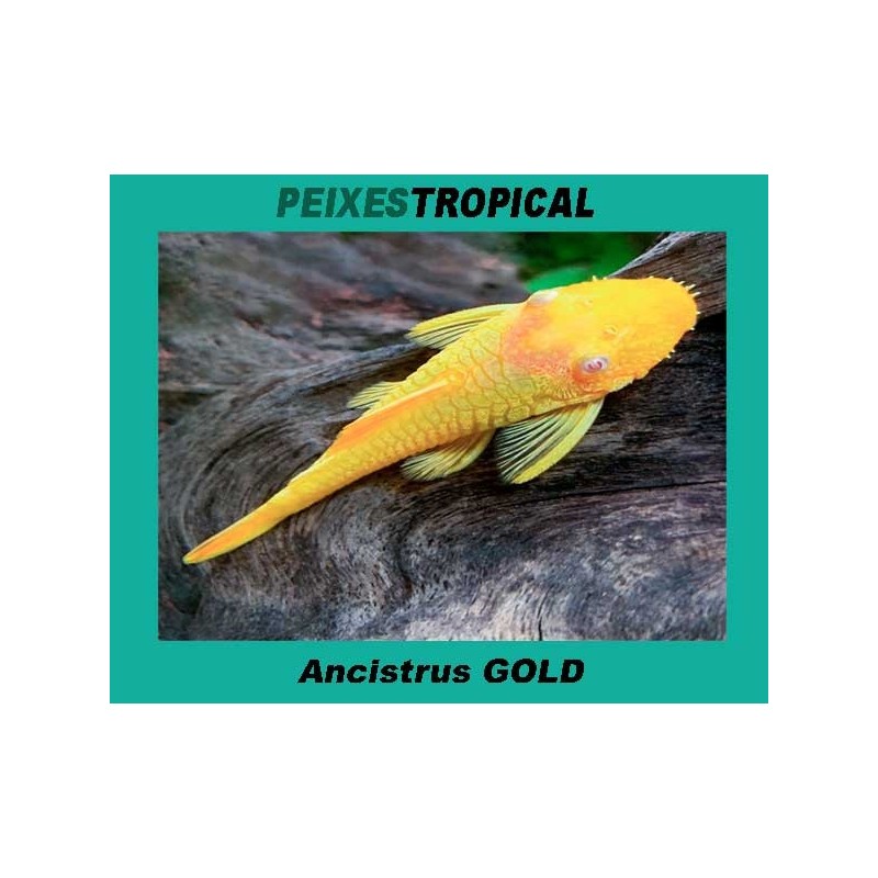 ANCISTRUS GOLD