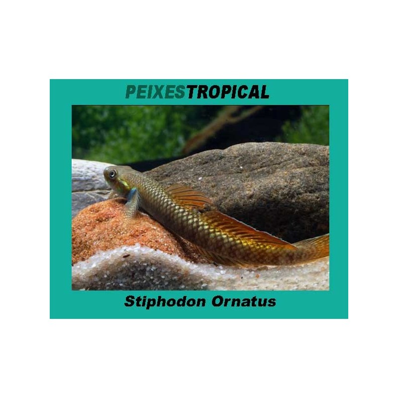 STIPHODON ORNATUS