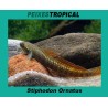 STIPHODON ORNATUS