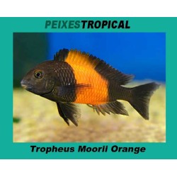 TROPHEUS MOORII ORANGE