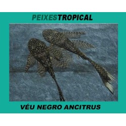 Ancistrus veu 4 cm