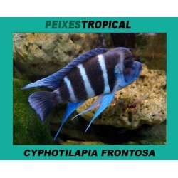 CYPHOTILAPIA FRONTOSA