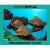 ALTOLAMPROLOGUS CALVUS