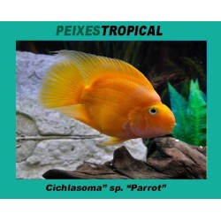 CICHLASOMA PARROT