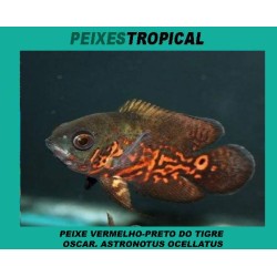 PEIXE VERMELHO-PRETO DO...