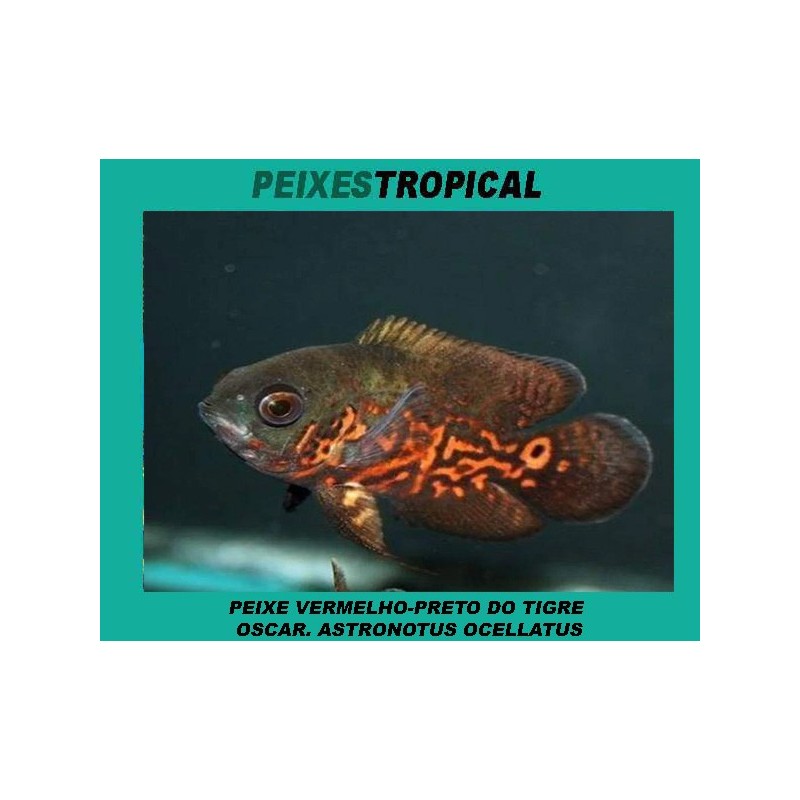 PEIXE VERMELHO-PRETO DO TIGRE OSCAR. ASTRONOTUS OCELLATUS