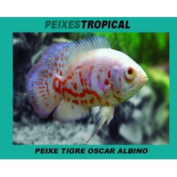 PEIXE TIGRE OSCAR ALBINO