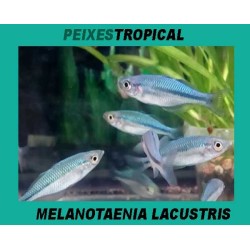 MELANOTAENIA LACUSTRIS