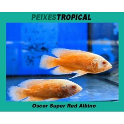 PEIXE OSCAR ALBINO SUPER...